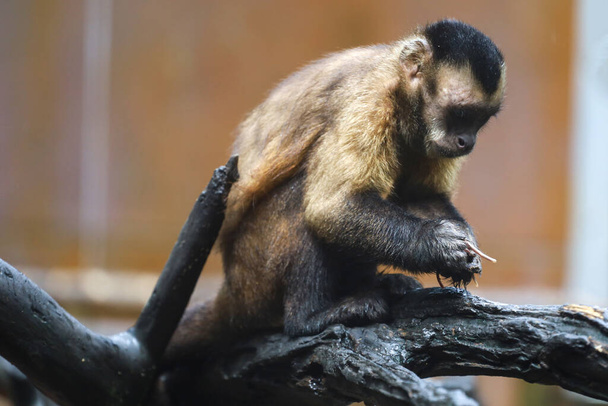 Zavřít Červená opice zastavit na velké větve stromu  - Fotografie, Obrázek