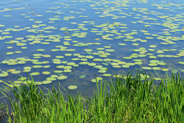 Lirio de agua amarilla o Nuphar Lutea y cañas verdes en el lago de verano - Foto, Imagen
