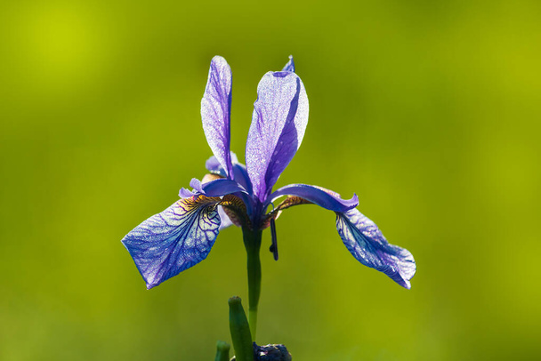Detail van Siberische iris, iris sibirica bloesem met vervaagde achtergrond - Foto, afbeelding