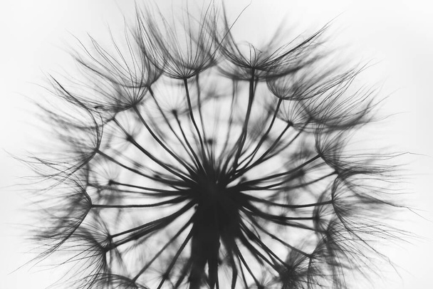 Abstract dandelion flower background. Dandelion. Macro - Photo, Image