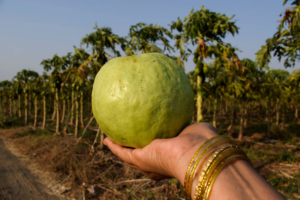 Hembra sosteniendo fruta fresca de guayaba de color verde claro y tamaño grande crujiente guayaba sola. granja de guayaba fresca que se vende en las calles de la India también conocido como Amrud con fondo de cielo azul - Foto, Imagen