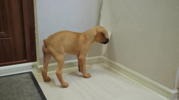 Cachorro boxeador travieso arrancó un pedazo de papel pintado y lágrimas, perro mal comportamiento en casa - Imágenes, Vídeo