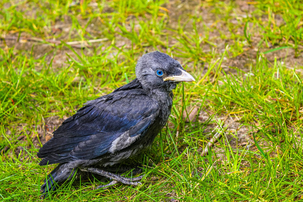 Young black crow jackdaw Corvus monedula with blue eyes sitting in green grass and on a green background in Klushof Bremerhaven Germany. - Foto, Imagem