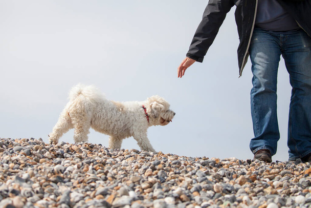 Чарівна собака, яка є сумішшю ши-цу і бішонського фризу на пляжі
 - Фото, зображення