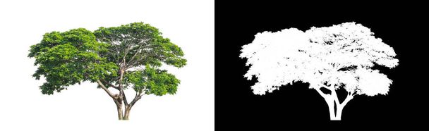 Tree on transparent picture background with clipping path, single tree with clipping path and alpha channel on black background - Photo, Image