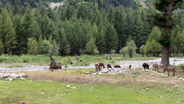 Donkeys or mules grazing on green pasture Kumrat valley - Photo, Image