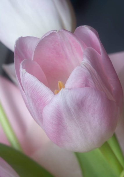ピンクのチューリップの花の終わりのショット - 写真・画像