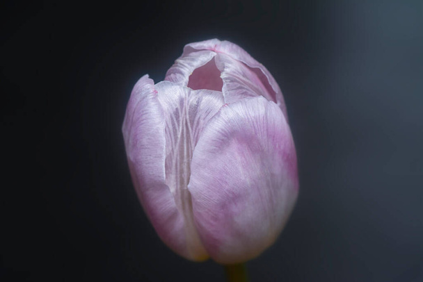 ピンクのチューリップの花の終わりのショット - 写真・画像