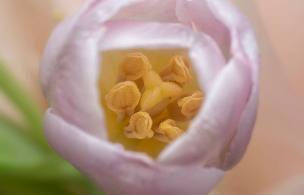 close shot van de roze tulp bloem - Foto, afbeelding