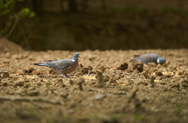 Wild pigeons foraging for seeds on the ground in the forest - Photo, Image