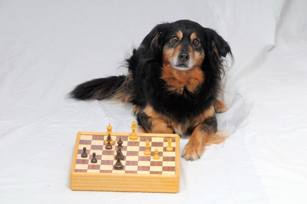 έξυπνος σκύλος που παίζει σκάκι - Φωτογραφία, εικόνα