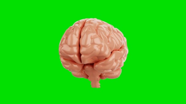 Nahtlose Schleife des Gehirns auf isoliertem Green Screen Chroma Key Hintergrund. Wissenschaft und Anatomie-Konzept. 4K Filmmaterial Video Motion Graphik - Filmmaterial, Video