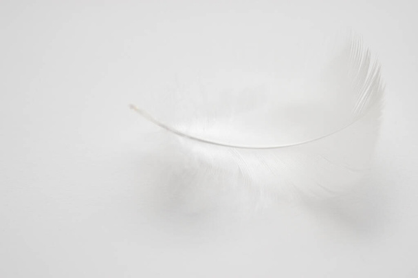 Fehér madár tollak, szürke háttér - Fotó, kép