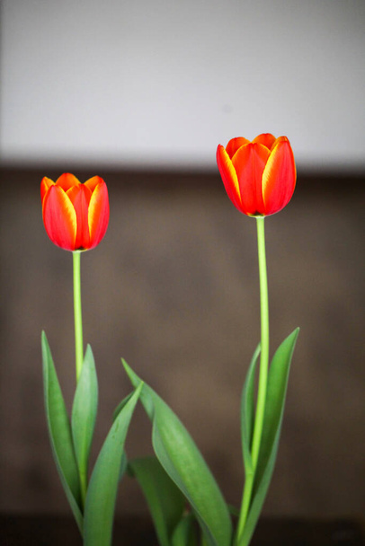 Vertikální snímek dvou zahradních tulipánů na rozmazaném pozadí - Fotografie, Obrázek