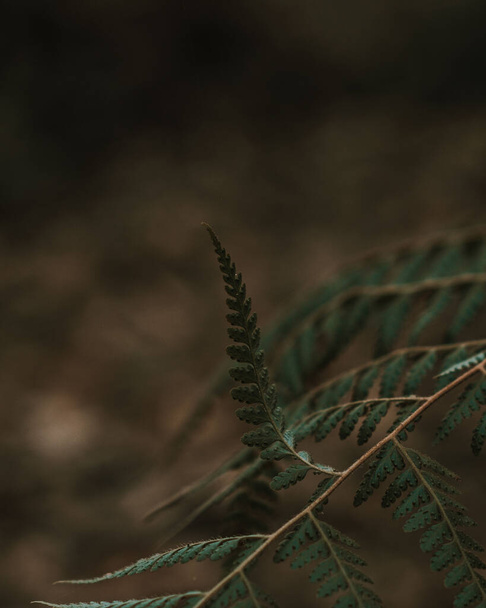 A selective focus of a fern plant - Zdjęcie, obraz