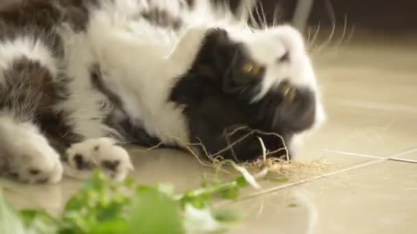 Aranyos Perzsa macska cica gördülő -on padló rágás és dörzsölés -hoz gyökér -ból Indiai Acalypha macskamenta szeret növény amit -a gyökér lét vonzó részére belföldi macskák hasonló -hoz macskamenta növény. - Felvétel, videó