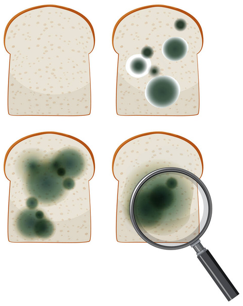 Penészes illusztrációval ellátott innediábilis kenyér - Vektor, kép