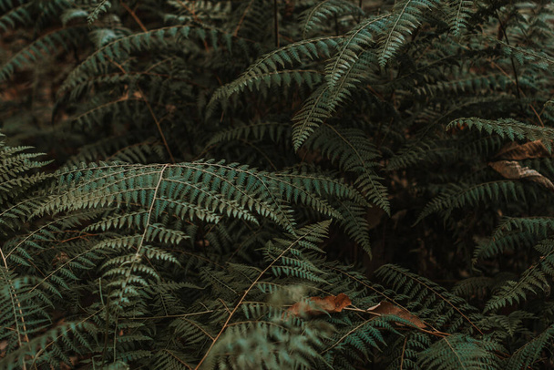 The fern plants in a forest - 写真・画像