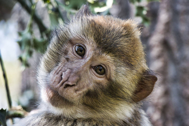 A closeup shot of the face of a young monkey in park on blurred background - Zdjęcie, obraz
