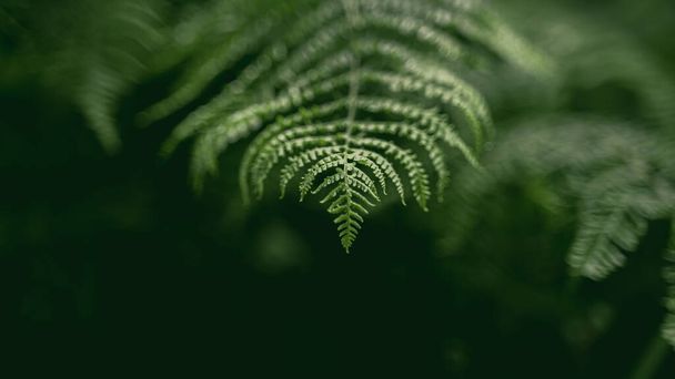 A selective focus shot of Irish fern in the forest on a blurred background - Foto, imagen
