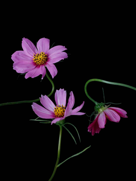The Cosmos flowers on a black background - Foto, imagen