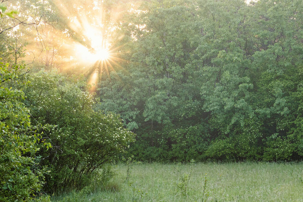 A beautiful view of the bright sun shining through green trees in the field - Фото, зображення