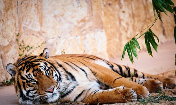Zbliżenie tygrysa leżącego przy klifie i wpatrującego się poważnie w zoo - Zdjęcie, obraz