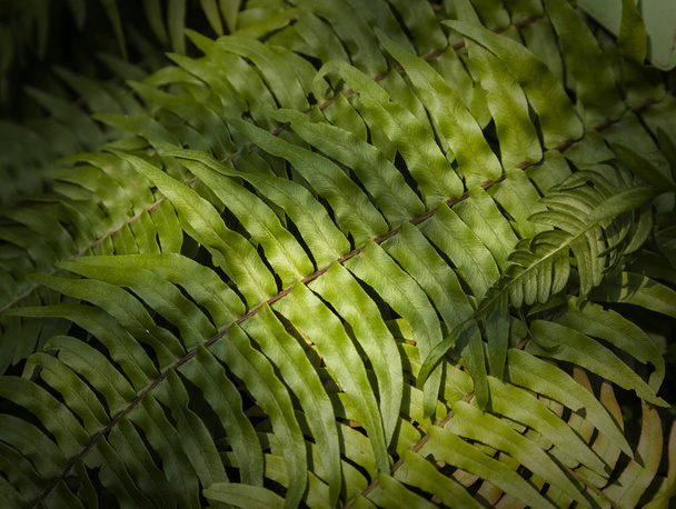 Blechnum fern - Photo, Image