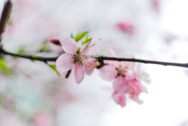 A closeup shot of a cherry blossom during spring - Zdjęcie, obraz