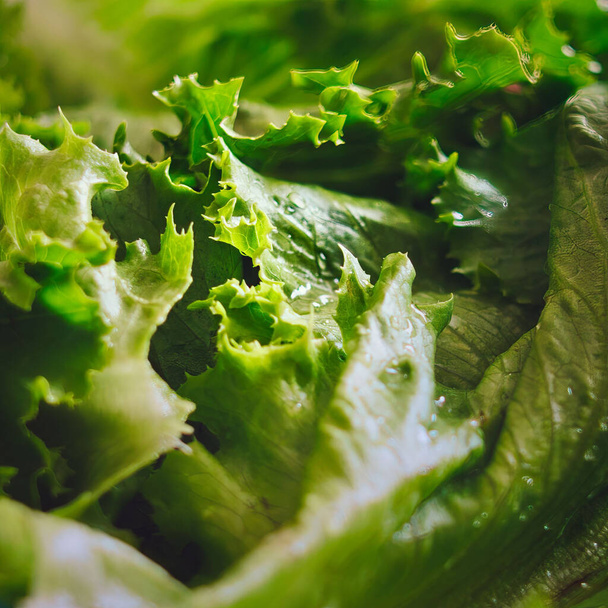 A closeup shot of lettuce with water droplets on it - Fotó, kép