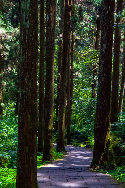 Tajvan Xitou erdő rezervátum, erdei ösvény - Fotó, kép