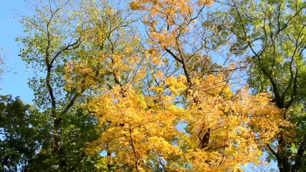 Jesień las (park - drzewa) - treetop - niebieski niebo - Materiał filmowy, wideo