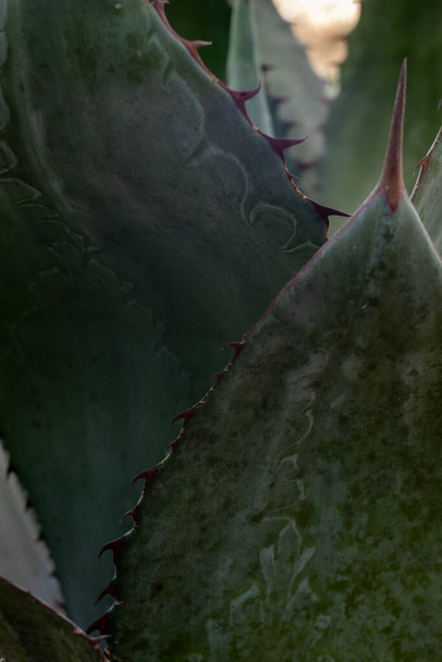 Agave maximiliana plant, to produce raicilla, alcoholic beverage in San Gregorio, Mixtlan, Jalisco - Foto, Imagem