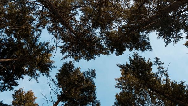 A beautiful view of tall trees in a forest under the blue sky - Fotografie, Obrázek