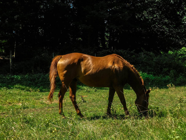 A scenic view of a brown horse grazing on green grass against trees and shrubs on a sunny day - 写真・画像