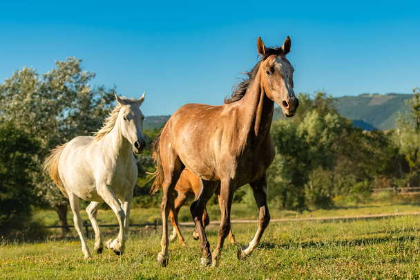 Manada de cavalos, puros correndo em um campo - Foto, Imagem
