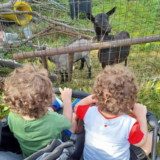 Дети в коляске на ферме с козами - Фото, изображение