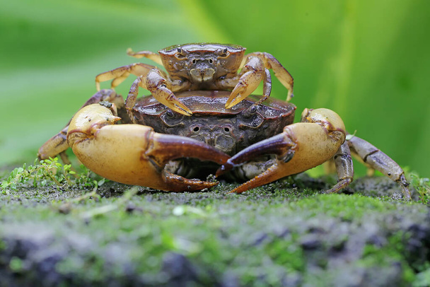 Une mère crabe des champs tient un jeune pour le protéger des prédateurs. Cet animal a le nom scientifique Parathelphusa convexa. - Photo, image