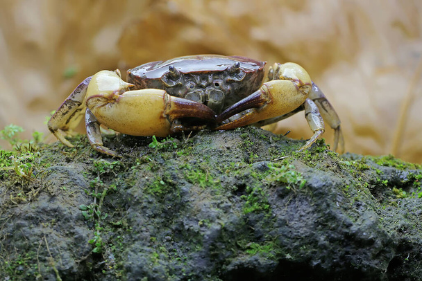 Un crabe des champs montre une expression prête à attaquer. Cet animal a le nom scientifique Parathelphusa convexa.  - Photo, image