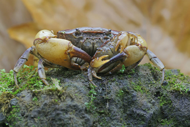 Un cangrejo de campo materno sostiene a un joven para protegerlo de los depredadores. Este animal tiene el nombre científico Parathelphusa convexa. - Foto, Imagen