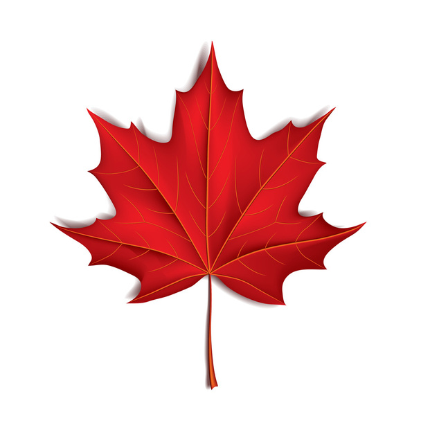 Red maple leaf isolated on white vector - Vector, Image