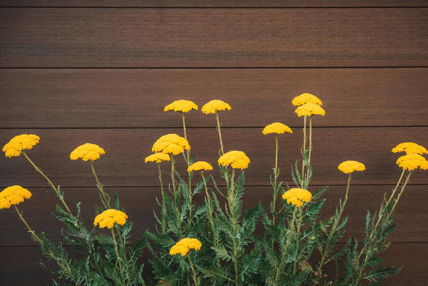 craspedia plantas na frente de uma parede de madeira no verão - Foto, Imagem