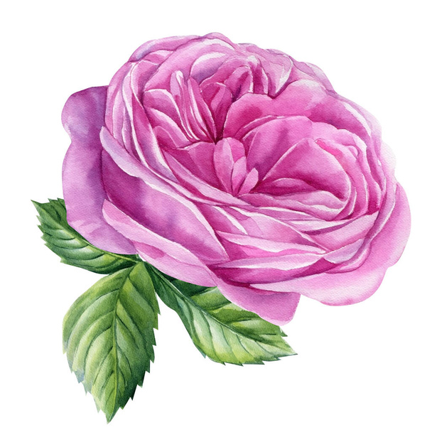 Acquerello Rosa, foglie. fiore rosa isolato su sfondo bianco. Illustrazione botanica. Illustrazione di alta qualità - Foto, immagini