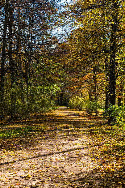 Sétálj az erdőben - Fotó, kép