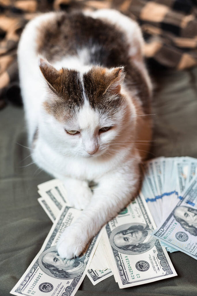 De kat houdt geld vast met zijn poten. - Foto, afbeelding