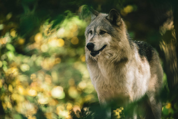 A selective focus shot of a lonely wolf against the blurry bokeh background - Fotografie, Obrázek