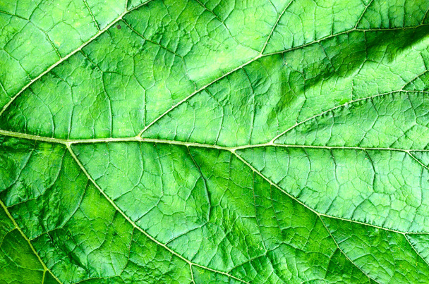Текстура зеленого листя крупним планом. Зелений природний фон
 - Фото, зображення