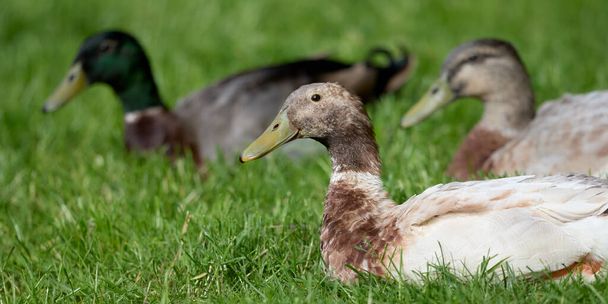 Hintli koşucu ördekler çimenlerde dinleniyor - Fotoğraf, Görsel