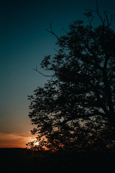 A vertical shot of a tree against a scenic sunset - Photo, image