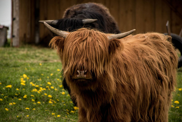 A closeup shot of the beautiful brown Highland cattle in the field - Fotografie, Obrázek